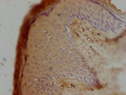 IHC image of CSB-PA016362LA01HU diluted at 1:100 and staining in paraffin-embedded human skin tissue performed on a Leica BondTM system. After dewaxing and hydration, antigen retrieval was mediated by high pressure in a citrate buffer (pH 6.0). Se...