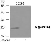 Western blot analysis of extracts from COS-7 cells using TK (Phospho-Ser13) Antibody.The lane on the right is treated with the antigen-specific peptide.
