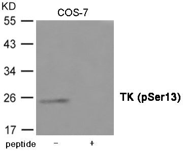 Western blot analysis of extracts from COS-7 cells using TK (Phospho-Ser13) Antibody.The lane on the right is treated with the antigen-specific peptide.