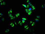 Immunofluorescence staining of Hela cells with CSB-PA017254LA01HU at 1:133, counter-stained with DAPI. The cells were fixed in 4% formaldehyde, permeabilized using 0.2% Triton X-100 and blocked in 10% normal Goat Serum. The cells were then incubat...
