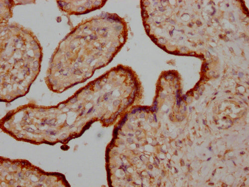IHC image of CSB-PA017269LA01HU diluted at 1:200 and staining in paraffin-embedded human placenta tissue performed on a Leica BondTM system. After dewaxing and hydration, antigen retrieval was mediated by high pressure in a citrate buffer (pH 6.0)...