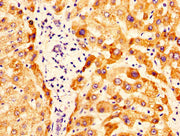 IHC image of CSB-PA017270LA01HU diluted at 1:400 and staining in paraffin-embedded human liver tissue performed on a Leica BondTM system. After dewaxing and hydration, antigen retrieval was mediated by high pressure in a citrate buffer (pH 6.0). S...