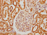IHC image of CSB-PA017273LA01HU diluted at 1:300 and staining in paraffin-embedded human kidney tissue performed on a Leica BondTM system. After dewaxing and hydration, antigen retrieval was mediated by high pressure in a citrate buffer (pH 6.0)....