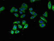 Immunofluorescent analysis of HepG2 cells using CSB-PA017316LA01HU at dilution of 1:100 and Alexa Fluor 488-congugated AffiniPure Goat Anti-Rabbit IgG(H+L)