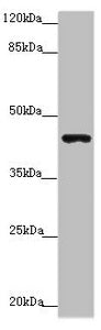 Western blot All lanes: P2RX3 antibody at 3.91 ug/ml + Mouse liver tissue Secondary Goat polyclonal to rabbit IgG at 1/10000 dilution Predicted band size: 44 kDa Observed band size: 44 kDa