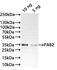 Western Blot Positive WB detected in: recombinant protein All lanes:PAB2 Antibody at 1:1000 Secondary Goat polyclonal to rabbit IgG at 1/20000 dilution Predicted band size: 35.5 kDa Observed band size: 35 kDa