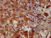IHC image of CSB-PA017372LA01HU diluted at 1:400 and staining in paraffin-embedded human liver tissue performed on a Leica BondTM system. After dewaxing and hydration, antigen retrieval was mediated by high pressure in a citrate buffer (pH 6.0). S...