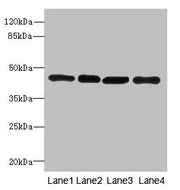 Western blot All lanes: PAICSantibody at 3.98ug/ml Lane 1: Hela whole cell lysate Lane 2: Raji whole cell lysate Lane 3: 293T whole cell lysate Lane 4: NIH/3T3 whole cell lysate Secondary Goat polyclonal to rabbit IgG at 1/10000 dilution Predicted...