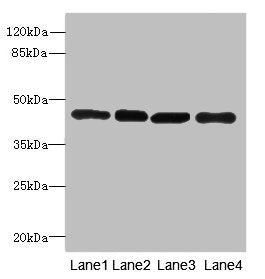 Western blot All lanes: PAICSantibody at 3.98ug/ml Lane 1: Hela whole cell lysate Lane 2: Raji whole cell lysate Lane 3: 293T whole cell lysate Lane 4: NIH/3T3 whole cell lysate Secondary Goat polyclonal to rabbit IgG at 1/10000 dilution Predicted...