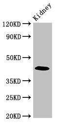 Western Blot Positive WB detected in: Mouse kidney tissue All lanes: PALM antibody at 2.7ug/ml Secondary Goat polyclonal to rabbit IgG at 1/50000 dilution Predicted band size: 43, 38 kDa Observed band size: 43 kDa