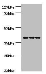 Western blot All lanes: Paired box protein Pax-4 antibody at 6ug/ml Lane 1: Hela whole cell lysate Lane 2: K562 whole cell lysate Lane 3: Mouse pancreatic Secondary Goat polyclonal to rabbit IgG at 1/10000 dilution Predicted band size: 38, 30 kDa...