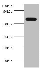 Western blot All lanes: PAX7 antibody at 4ug/ml + 293T whole cell lysate Secondary Goat polyclonal to rabbit IgG at 1/10000 dilution Predicted band size: 56, 57 kDa Observed band size: 56 kDa