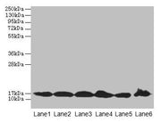 Western blot All lanes: BUD31 antibody at 5µg/ml Lane 1: Jurkat whole cell lysate Lane 2: Raji whole cell lysate Lane 3: NIH/3T3 whole cell lysate Lane 4: K562 whole cell lysate Lane 5: HepG2 whole cell lysate Lane 6: U251 whole cell lysate Second...