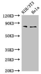 Western Blot Positive WB detected in: NIH/3T3 whole cell lysate, Hela whole cell lysate All lanes: PCCA antibody at 4µg/ml Secondary Goat polyclonal to rabbit IgG at 1/50000 dilution Predicted band size: 81, 78, 76 kDa Observed band size: 81 kDa