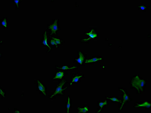 Immunofluorescence staining of U251 cells with CSB-PA017530LA01HU-IF at 1:100, counter-stained with DAPI. The cells were fixed in 4% formaldehyde and blocked in 10% normal Goat Serum. The cells were then incubated with the antibody overnight at 4°...