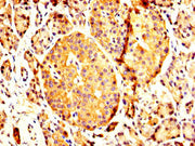 IHC image of CSB-PA017618LA01HU diluted at 1:200 and staining in paraffin-embedded human pancreatic tissue performed on a Leica BondTM system. After dewaxing and hydration, antigen retrieval was mediated by high pressure in a citrate buffer (pH 6....
