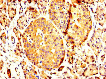 IHC image of CSB-PA017618LA01HU diluted at 1:200 and staining in paraffin-embedded human pancreatic tissue performed on a Leica BondTM system. After dewaxing and hydration, antigen retrieval was mediated by high pressure in a citrate buffer (pH 6....