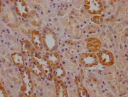 IHC image of CSB-PA017627LA01HU diluted at 1:200 and staining in paraffin-embedded human kidney tissue performed on a Leica BondTM system. After dewaxing and hydration, antigen retrieval was mediated by high pressure in a citrate buffer (pH 6.0)....