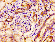 IHC image of CSB-PA017645LA01HU diluted at 1:400 and staining in paraffin-embedded human kidney tissue performed on a Leica BondTM system. After dewaxing and hydration, antigen retrieval was mediated by high pressure in a citrate buffer (pH 6.0)....