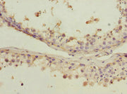 Immunohistochemistry of paraffin-embedded human testis tissue using CSB-PA017671ESR2HU at dilution of 1:100