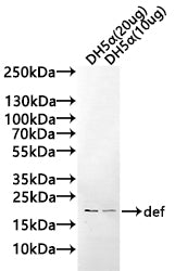 Western Blot Positive WB detected in: DH5α whole cell lysate(20µg), DH5α whole cell lysate(10µg) All lanes: def antibody at 1:1000 Secondary Goat polyclonal to rabbit IgG at 1/20000 dilution Predicted band size: 20 kDa Observed band size: 20 kDa E...