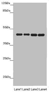 Western blot All lanes: PDHA2 antibody at 1.62 ug/ml Lane 1: Mouse gonadal tissue Lane 2: 293T whole cell lysate Lane 3: A549 whole cell lysate Lane 4: HepG2 whole cell lysate Secondary Goat polyclonal to rabbit IgG at 1/10000 dilution Predicted b...
