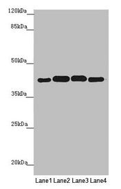 Western blot All lanes: PDHA2 antibody at 1.9µg/ml Lane 1: Mouse gonadal tissue Lane 2: 293T whole cell lysate Lane 3: A549 whole cell lysate Lane 4: HepG2 whole cell lysate Secondary Goat polyclonal to rabbit IgG at 1/10000 dilution Predicted ban...