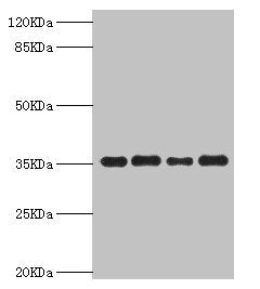 Western blot All lanes: PDXK antibody at 5.63µg/ml Lane 1: Mouse liver tissue Lane 2: Hela whole cell lysate Lane 3: Mouse kidney tissue Lane 4: HepG2 whole cell lysate Secondary Goat polyclonal to rabbit IgG at 1/10000 dilution Predicted band siz...