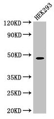 Western Blot Positive WB detected in: HEK293 whole cell lysate All lanes: PEPD antibody at 1.5µg/ml Secondary Goat polyclonal to rabbit IgG at 1/50000 dilution Predicted band size: 55, 50, 48 kDa Observed band size: 48 kDa