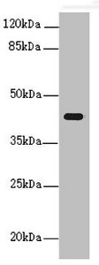 Western blot All lanes: PEX3 antibody at 1.24ug/ml + Mouse kidney tissue Secondary Goat polyclonal to rabbit IgG at 1/10000 dilution Predicted band size: 42 kDa Observed band size: 42 kDa