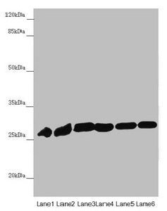 Western blot All lanes: PGLS antibody at 4.19µg/ml Lane 1: Mouse liver tissue Lane 2: Mouse brain tissue Lane 3: U251 whole cell lysate Lane 4: THP-1 whole cell lysate Lane 5: HepG2 whole cell lysate Lane 6: Hela whole cell lysate Secondary Goat p...
