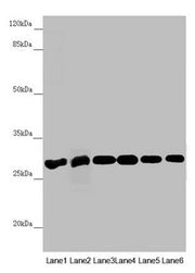 Western blot All lanes: PGLS antibody at 3.94µg/ml Lane 1: Mouse liver tissue Lane 2: Mouse brain tissue Lane 3: U251 whole cell lysate Lane 4: THP-1 whole cell lysate Lane 5: HepG2 whole cell lysate Lane 6: Hela whole cell lysate Secondary Goat p...