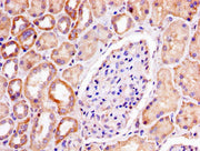IHC image of CSB-PA017885LA01HU diluted at 1:300 and staining in paraffin-embedded human kidney tissue performed on a Leica BondTM system. After dewaxing and hydration, antigen retrieval was mediated by high pressure in a citrate buffer (pH 6.0)....