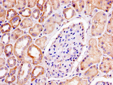 IHC image of CSB-PA017885LA01HU diluted at 1:300 and staining in paraffin-embedded human kidney tissue performed on a Leica BondTM system. After dewaxing and hydration, antigen retrieval was mediated by high pressure in a citrate buffer (pH 6.0)....