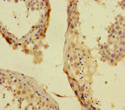 Immunohistochemistry of paraffin-embedded human testis tissue using CSB-PA017891HA01HU at dilution of 1:100