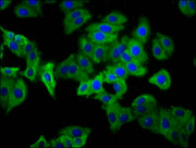 Immunofluorescence staining of HepG2 cells with CSB-PA017896LA01HU at 1:133, counter-stained with DAPI. The cells were fixed in 4% formaldehyde, permeabilized using 0.2% Triton X-100 and blocked in 10% normal Goat Serum. The cells were then incuba...