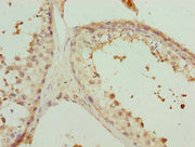 Immunohistochemistry of paraffin-embedded human testis tissue using CSB-PA017902LA01HU at dilution of 1:100