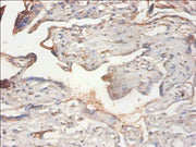Immunohistochemistry of paraffin-embedded human placenta tissue using CSB-PA017915EA01HU at dilution of 1:100