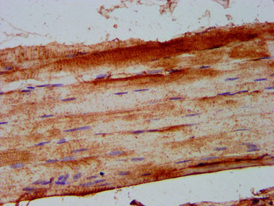IHC image of CSB-PA017922LA01HU diluted at 1:500 and staining in paraffin-embedded human skeletal muscle tissue performed on a Leica BondTM system. After dewaxing and hydration, antigen retrieval was mediated by high pressure in a citrate buffer (...