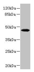 Western blot All lanes: PHKG2 antibody at 3.4µg/ml + HepG2 whole cell lysate Secondary Goat polyclonal to rabbit IgG at 1/10000 dilution Predicted band size: 47, 44 kDa Observed band size: 47 kDa