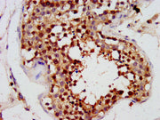 IHC image of CSB-PA017940LA01HU diluted at 1:300 and staining in paraffin-embedded human testis tissue performed on a Leica BondTM system.