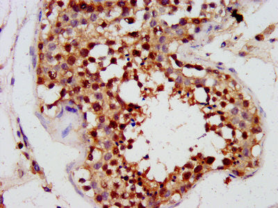 IHC image of CSB-PA017940LA01HU diluted at 1:300 and staining in paraffin-embedded human testis tissue performed on a Leica BondTM system.