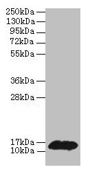 Western blot All lanes: PHPT1 antibody at 2µg/ml + MCF-7 whole cell lysate Secondary Goat polyclonal to rabbit IgG at 1/10000 dilution Predicted band size: 14 kDa Observed band size: 14 kDa