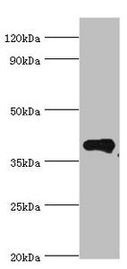 Western blot All lanes: Phytanoyl-CoA dioxygenase, peroxisomal antibody at 4ug/ml + Mouse liver tissue Secondary Goat polyclonal to rabbit IgG at 1/10000 dilution Predicted band size: 39, 28 kDa Observed band size: 39 kDa