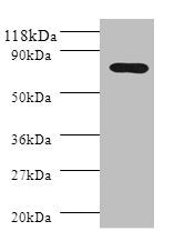 Western blot All lanes: Polymeric immunoglobulin receptor antibody at 2ug/ml + HL60 whole cell lysate Secondary Goat polyclonal to rabbit IgG at 1/10000 dilution Predicted band size: 83, 59 kDa Observed band size: 83 kDa