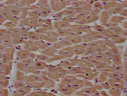 IHC image of CSB-PA018035LA01HU diluted at 1:100 and staining in paraffin-embedded human heart tissue performed on a Leica BondTM system. After dewaxing and hydration, antigen retrieval was mediated by high pressure in a citrate buffer (pH 6.0). S...