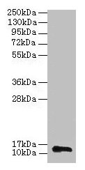 Western blot All Lane: RPL36AL antibody at 2µg/ml + 293T whole cell lysate Secondary Goat polyclonal to rabbit IgG at 1/15000 dilution Predicted band size: 13 kDa Observed band size: 13 kDa