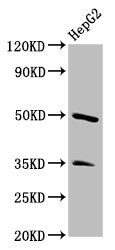 Western Blot Positive WB detected in: HepG2 whole cell lysate All lanes: PLA1A antibody at 3.4µg/ml Secondary Goat polyclonal to rabbit IgG at 1/50000 dilution Predicted band size: 50, 41, 48, 32 kDa Observed band size: 50 kDa