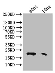 Western Blot Positive WB detected in: recombinant protein All lanes: Phospholipase A2 Antibody at 1:1000 Secondary Goat polyclonal to rabbit IgG at 1/50000 dilution Predicted band size: 20 kDa Observed band size: 20 kDa