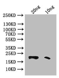 Western Blot Positive WB detected in: recombinant protein All lanes: Phospholipase A2 Antibody at 1:1000 Secondary Goat polyclonal to rabbit IgG at 1/50000 dilution Predicted band size: 20 kDa Observed band size: 20 kDa